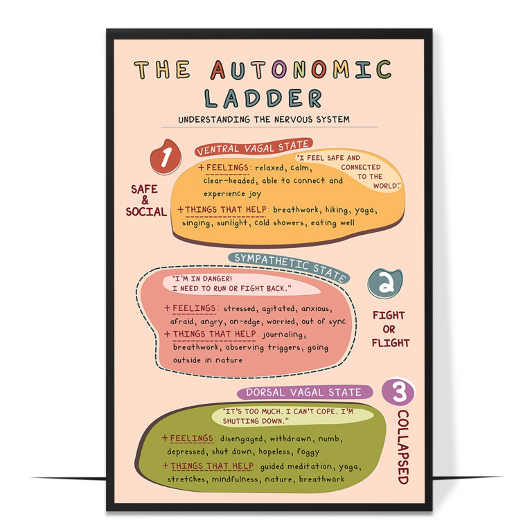 Autonomic ladder poster — The three nervous-system states drawn as a ladder, so cl