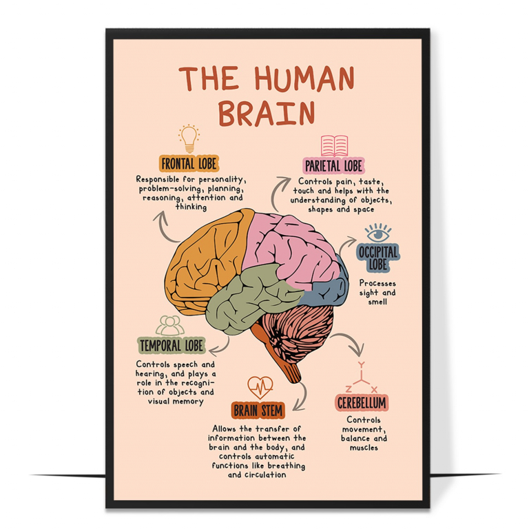The Human Brain hand-drawn boho print — A hand-drawn boho illustration of the human br
